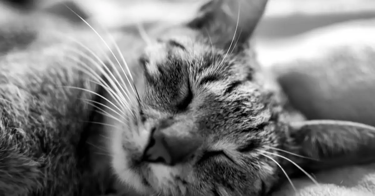 Baby allergisch voor katten symptomen