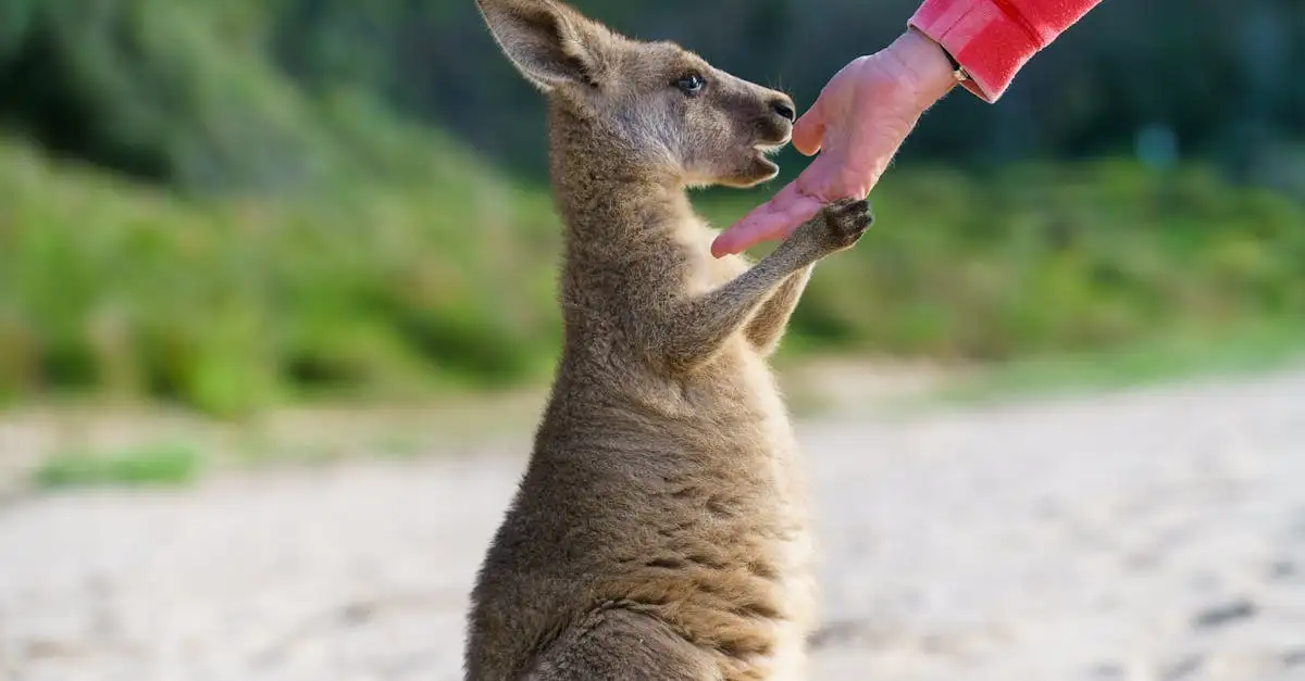 Kangaroo baby