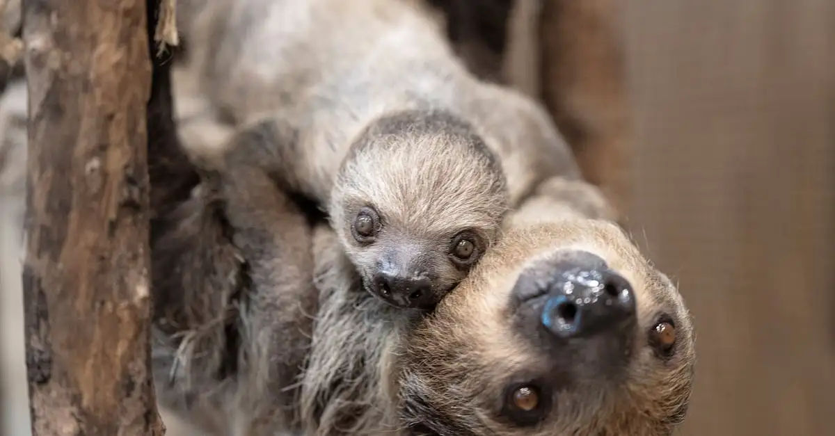 Baby luiaards