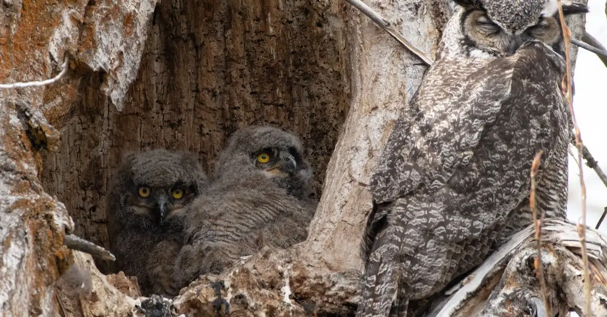 Baby nestje